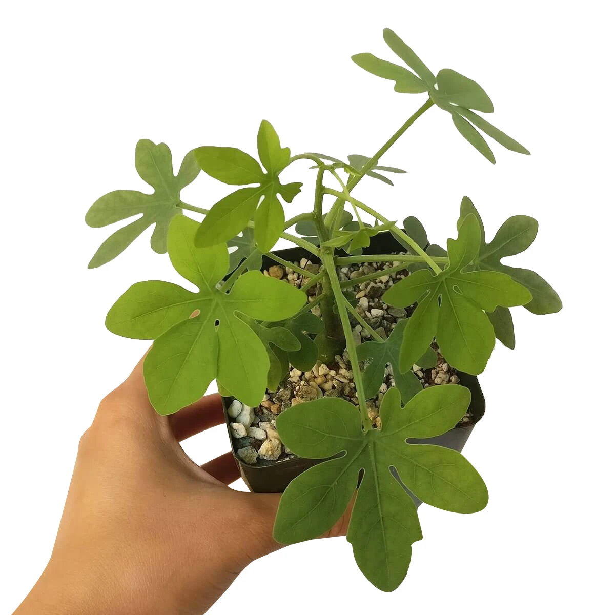 Elephant's Foot Adenia Glauca - Image 6