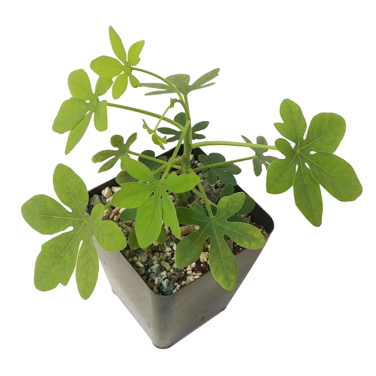 Elephant's Foot Adenia Glauca - Image 5