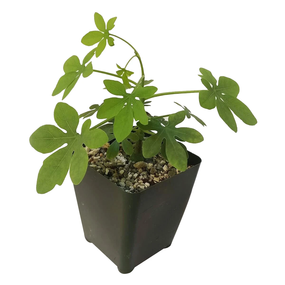 Elephant's Foot Adenia Glauca - Image 4