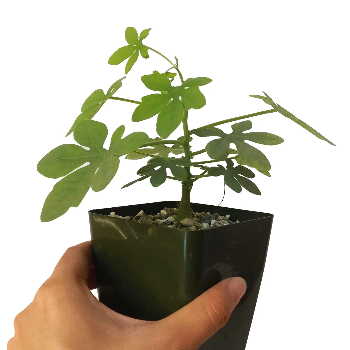 Elephant's Foot Adenia Glauca - Image 3