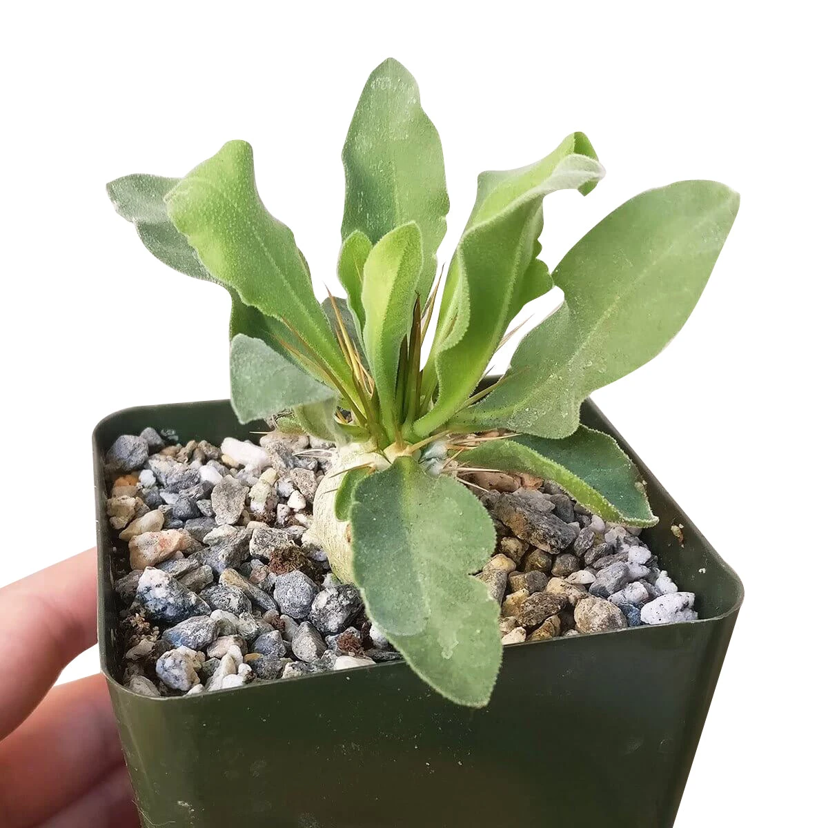 Elephant's Trunk Pachypodium Namaquanum - Image 5