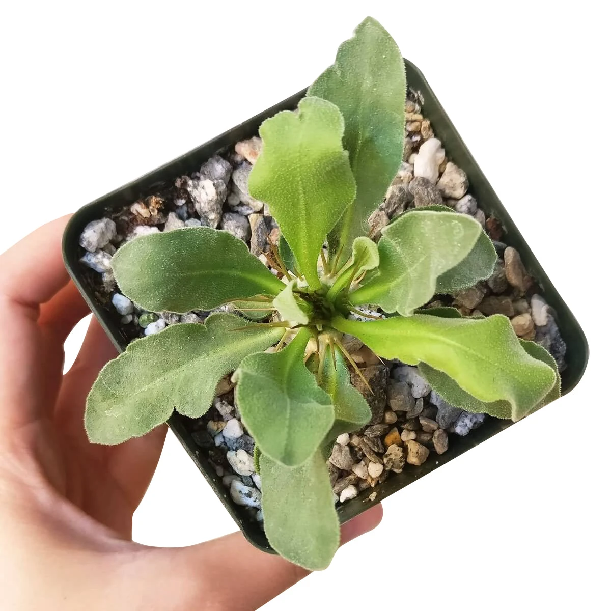 Elephant's Trunk Pachypodium Namaquanum - Image 4