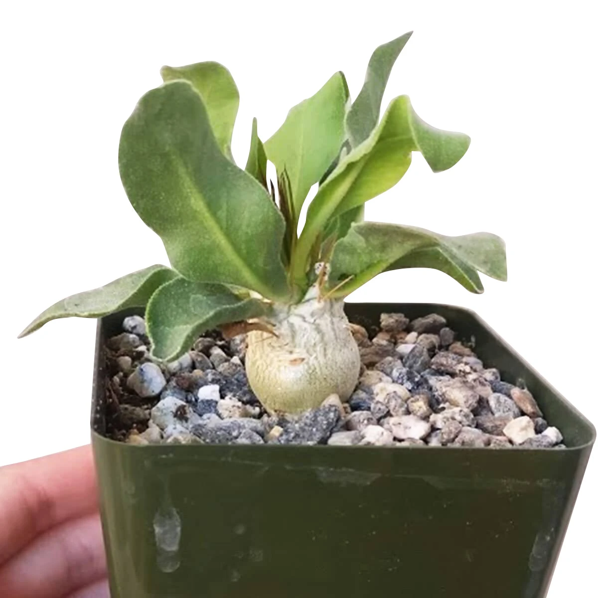 Elephant's Trunk Pachypodium Namaquanum - Image 3