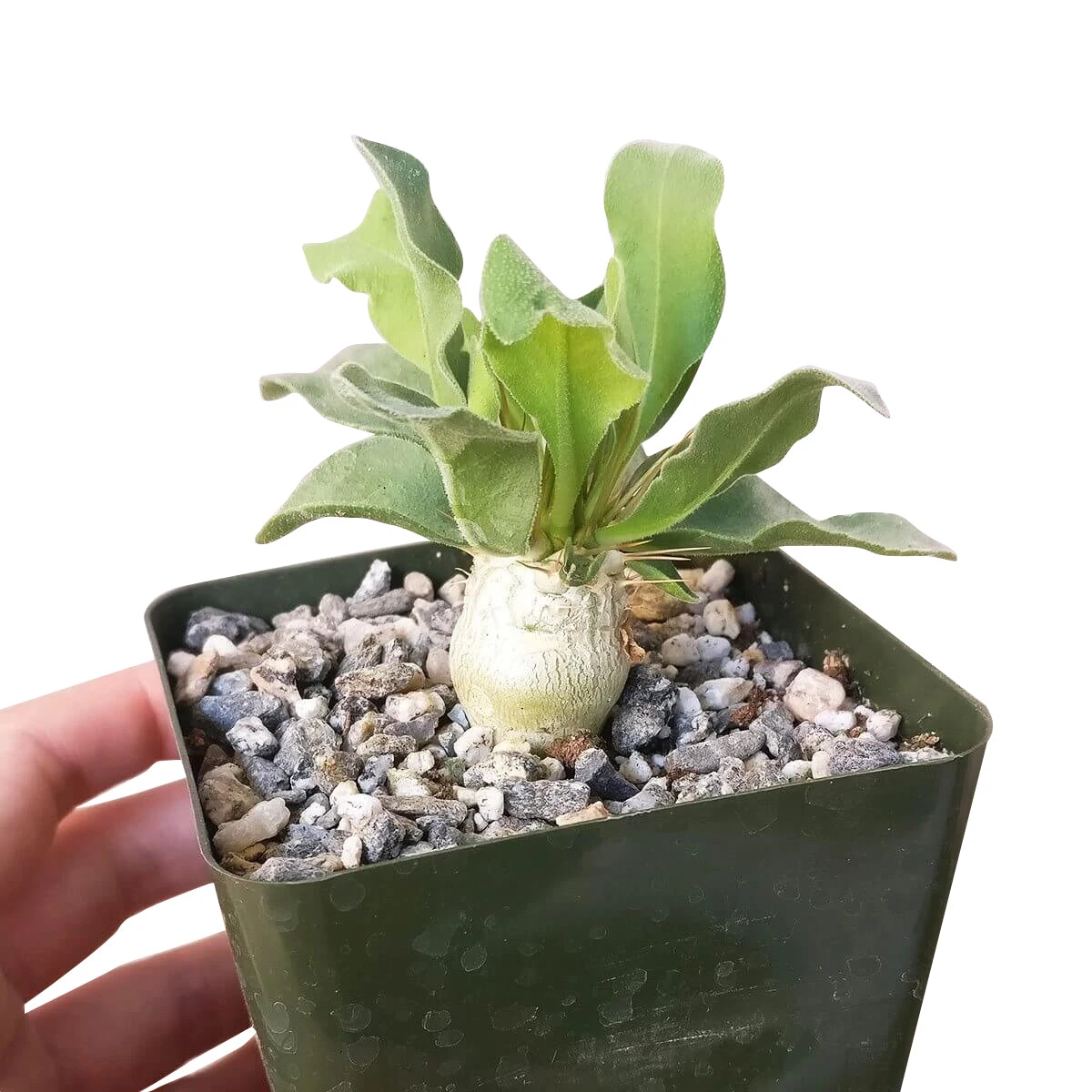 Elephant's Trunk Pachypodium Namaquanum - Image 2