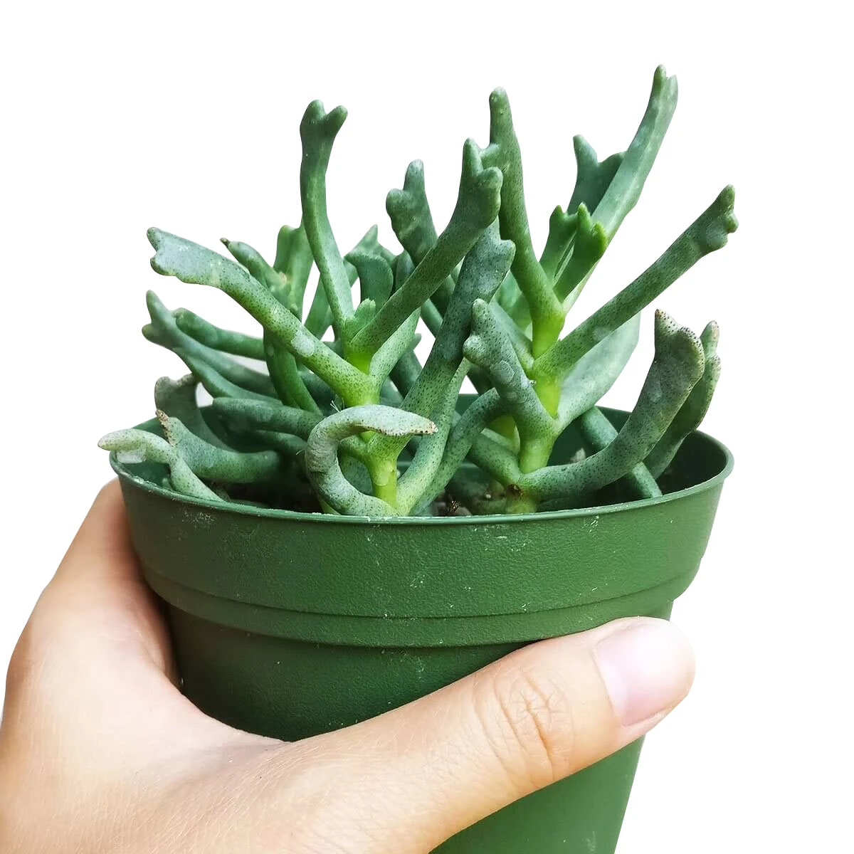 Elkhorn Plant Rhombophyllum - Image 7