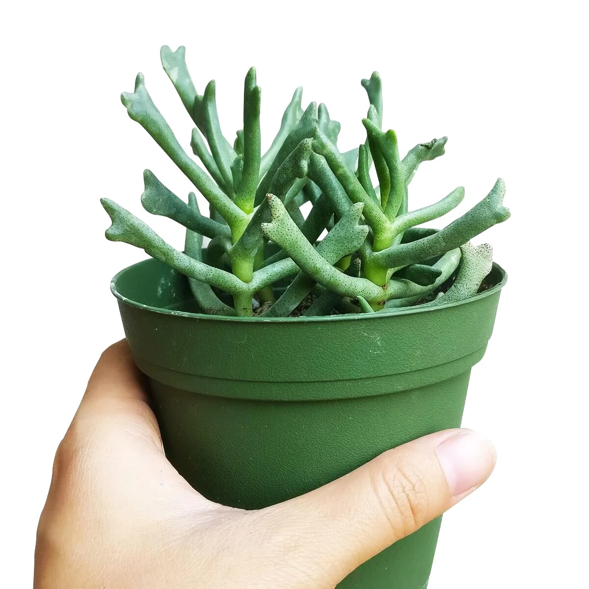 Elkhorn Plant Rhombophyllum - Image 6