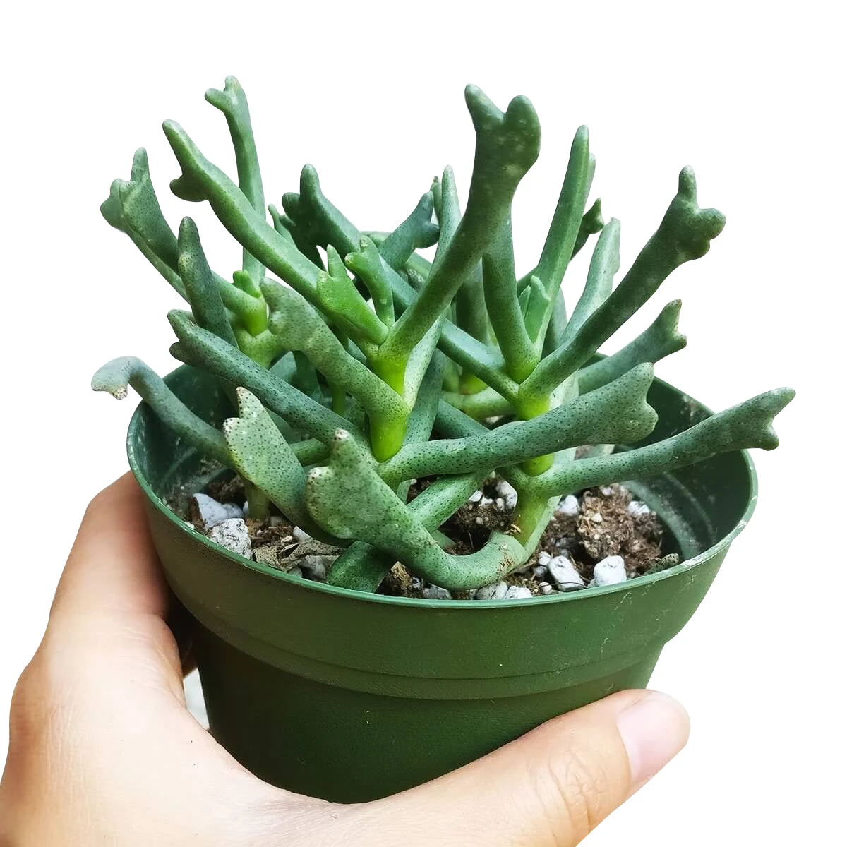 Elkhorn Plant Rhombophyllum - Image 5