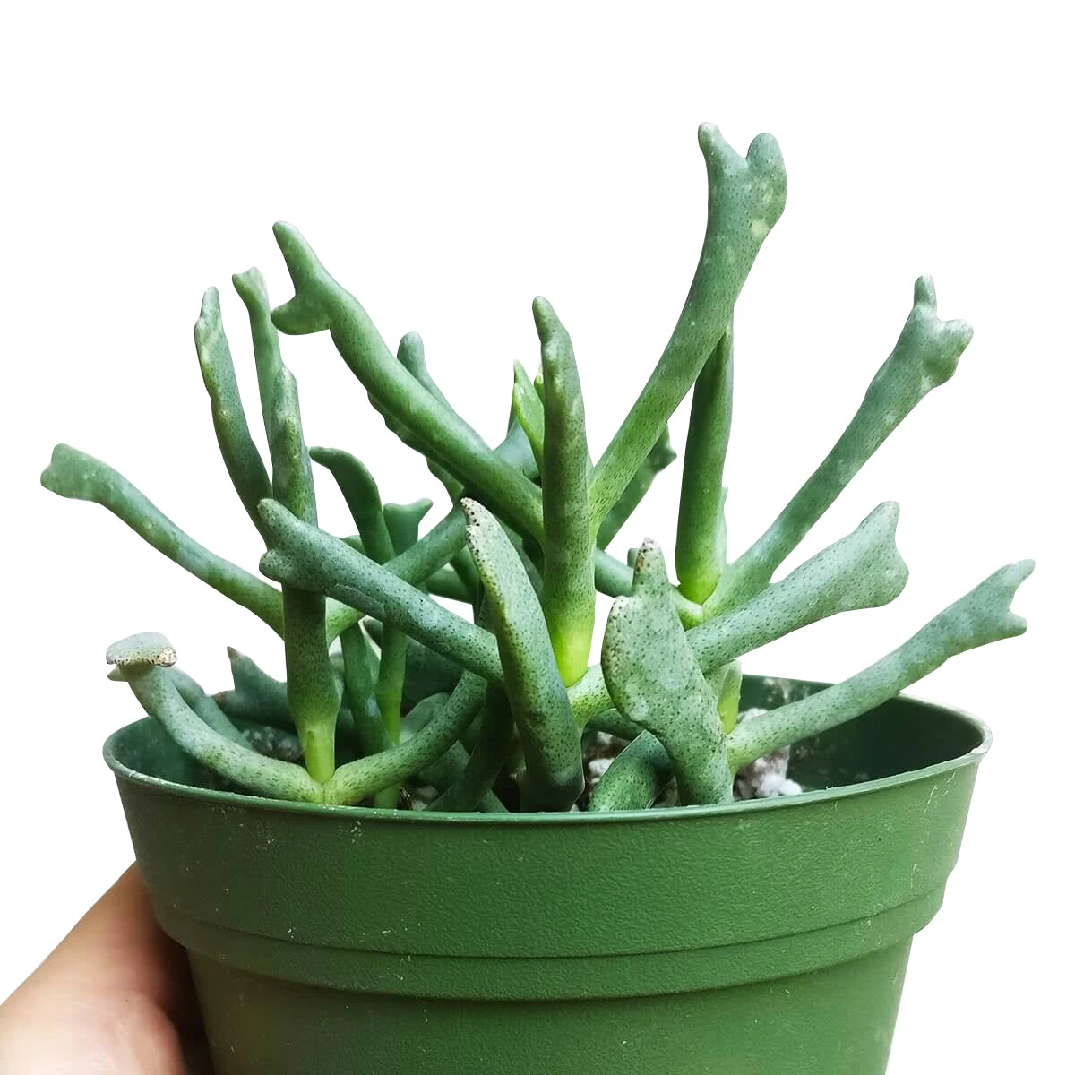 Elkhorn Plant Rhombophyllum - Image 4