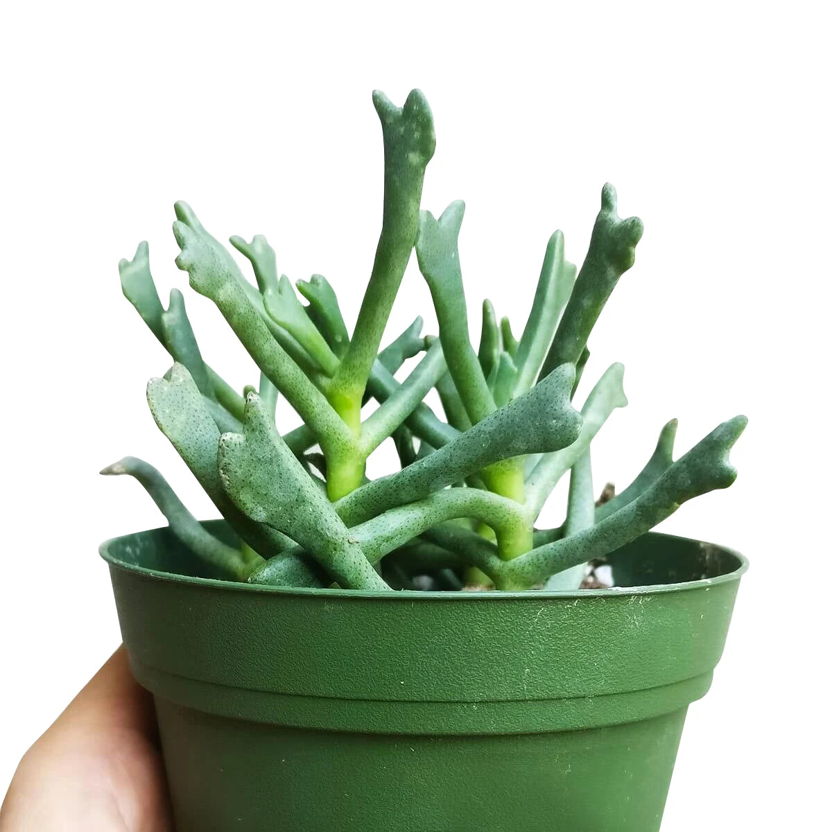 Elkhorn Plant Rhombophyllum - Image 3