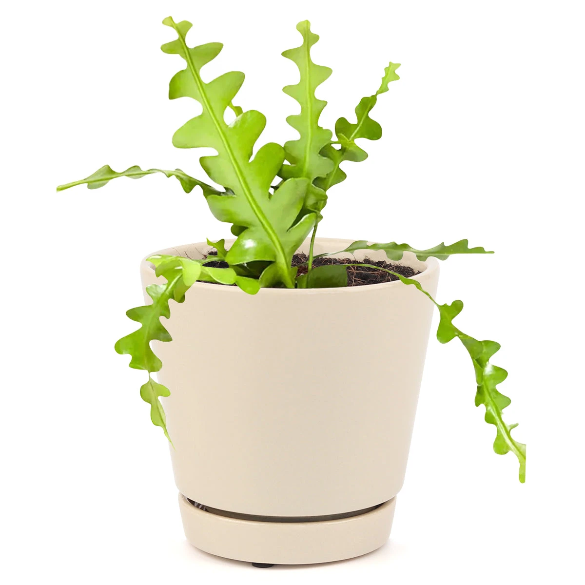 Epiphyllum Anguliger Fishbone Cactus - Image 6