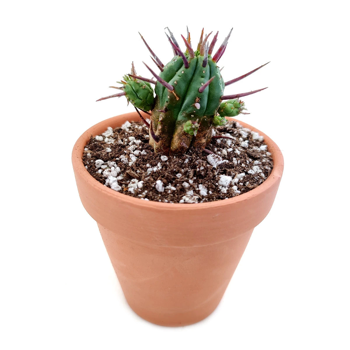 Euphorbia Enopla Cactus - Image 3