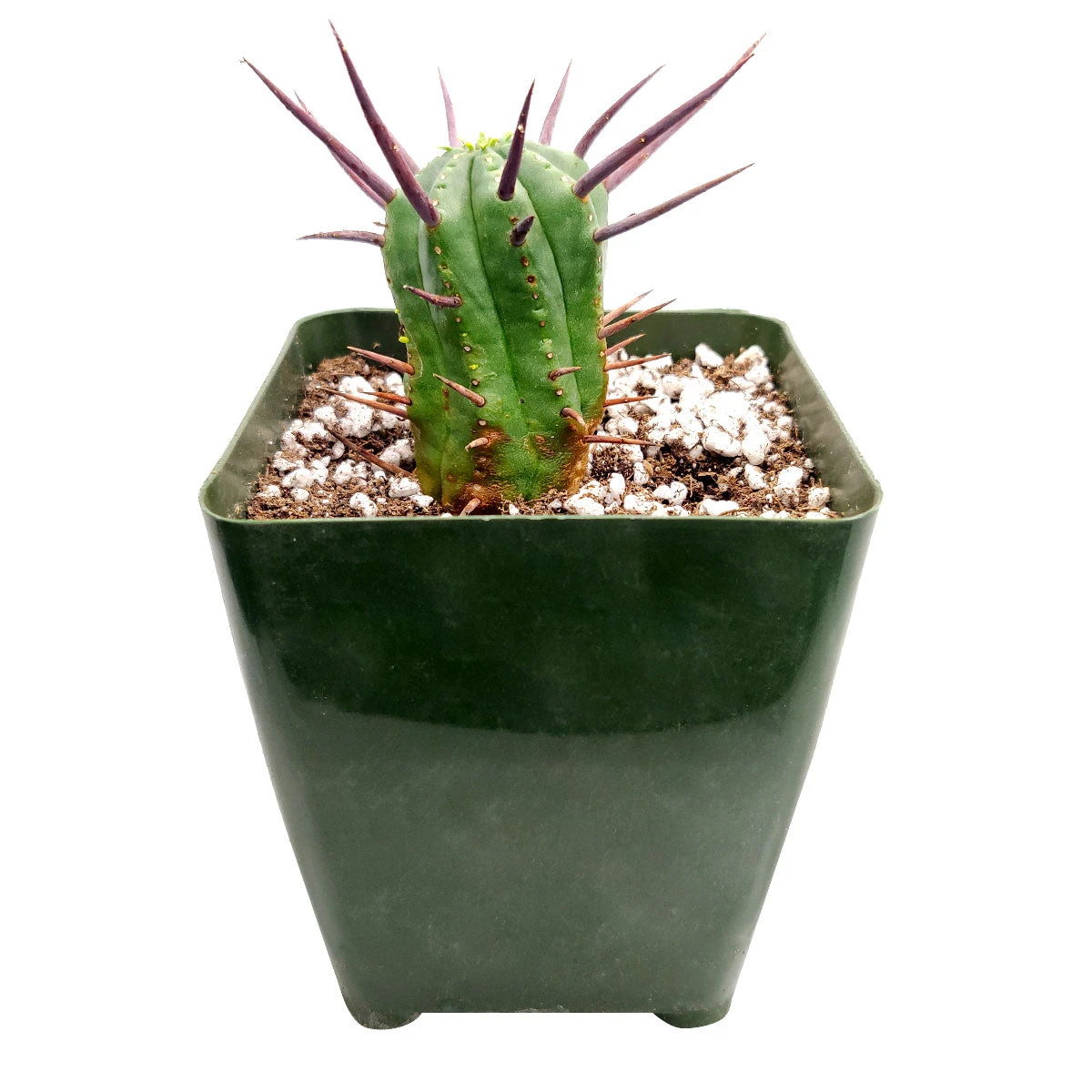 Euphorbia Enopla Cactus - Image 4