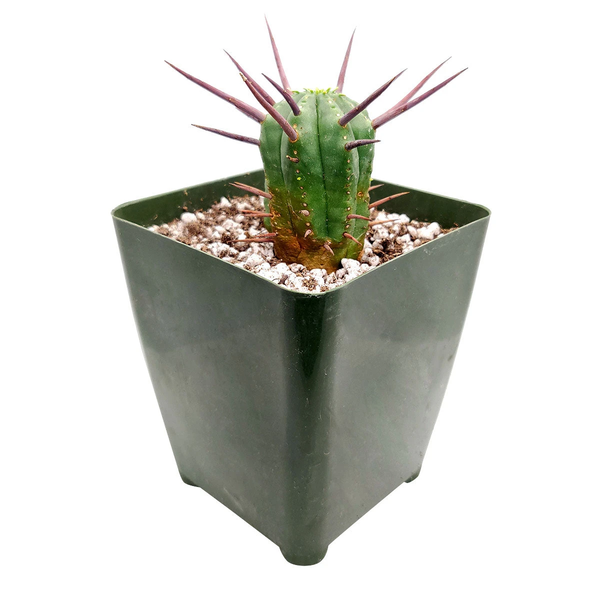 Euphorbia Enopla Cactus - Image 5