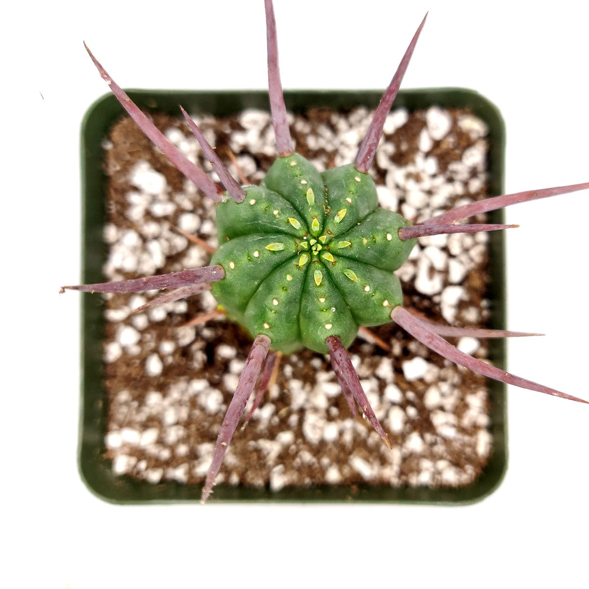 Euphorbia Enopla Cactus - Image 6