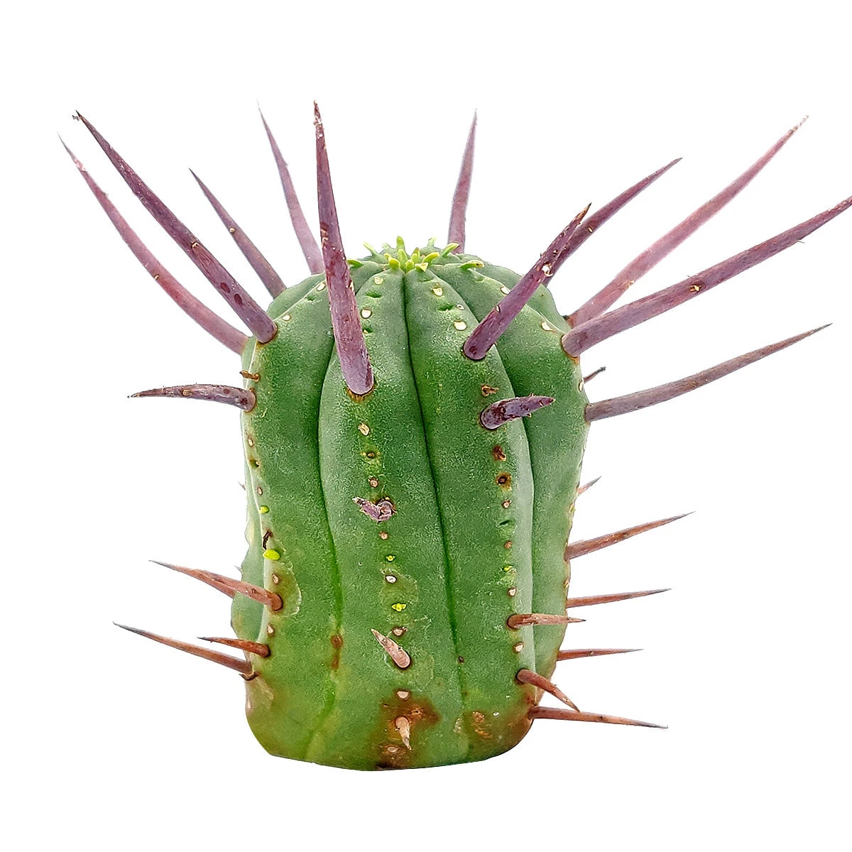 Euphorbia Enopla Cactus - Image 2