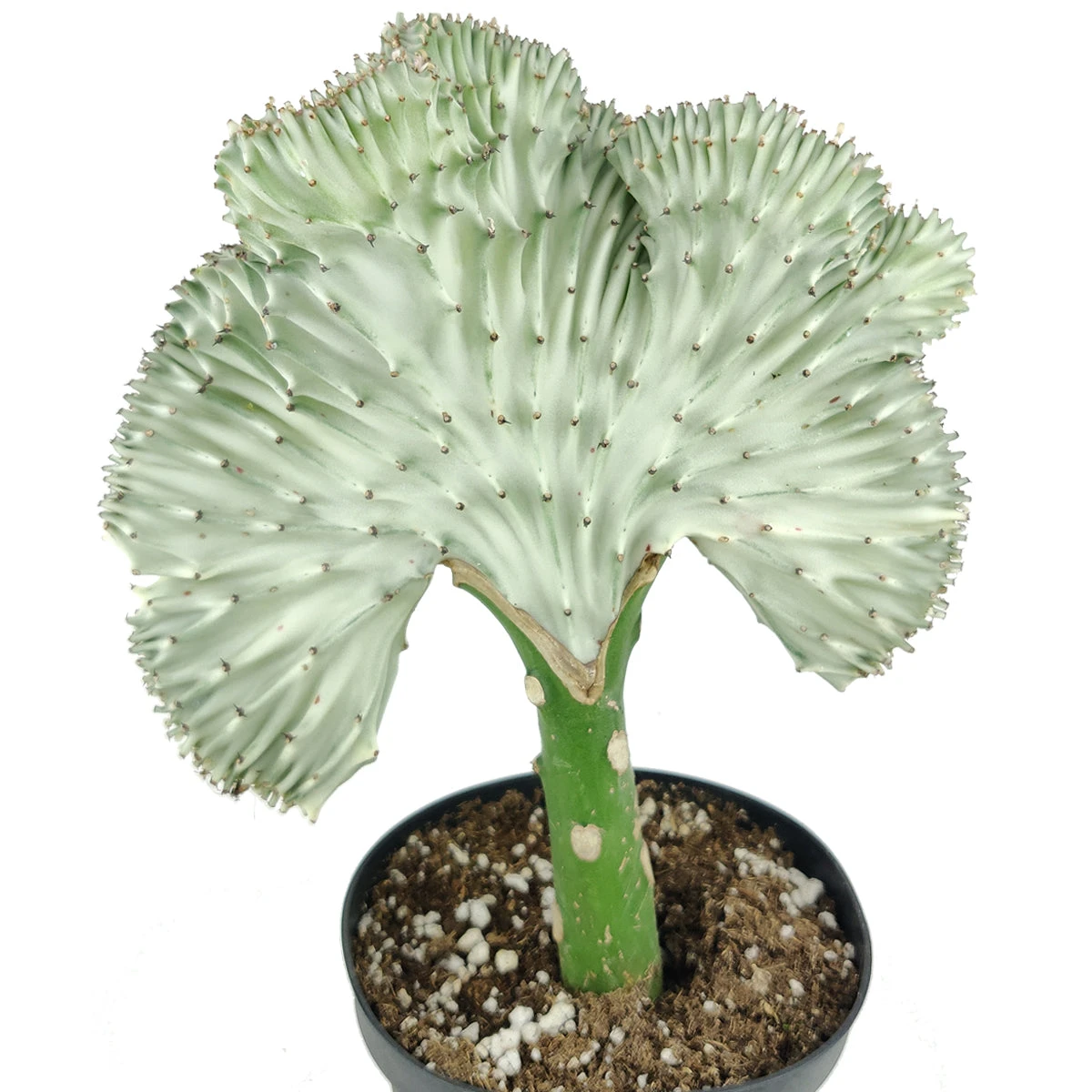 Coral Cactus - Image 10