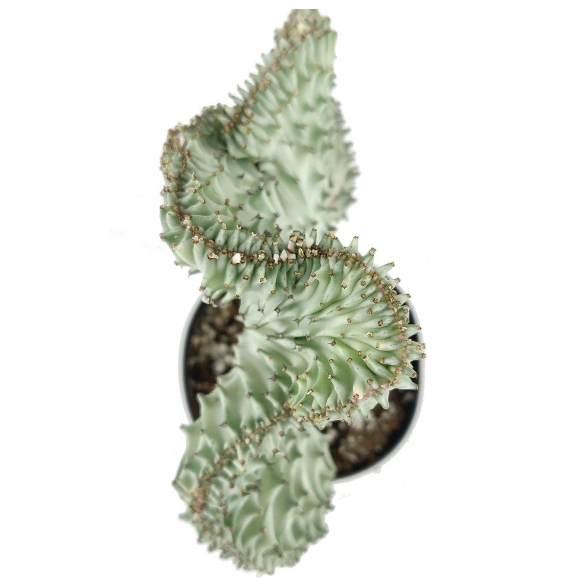 Coral Cactus - Image 9