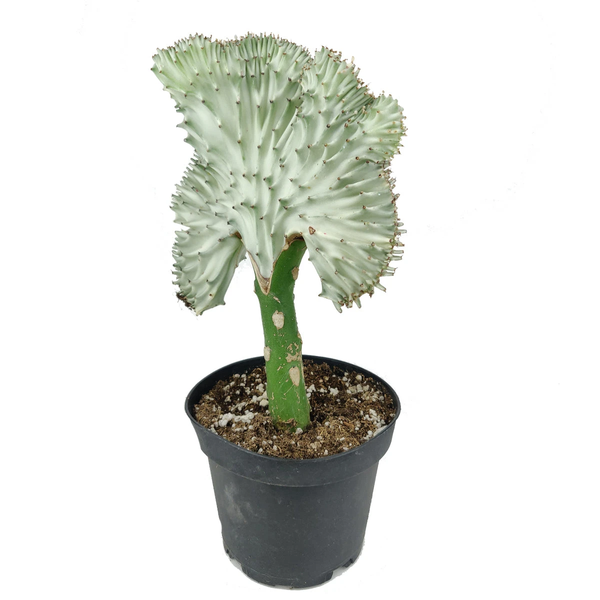 Coral Cactus - Image 13