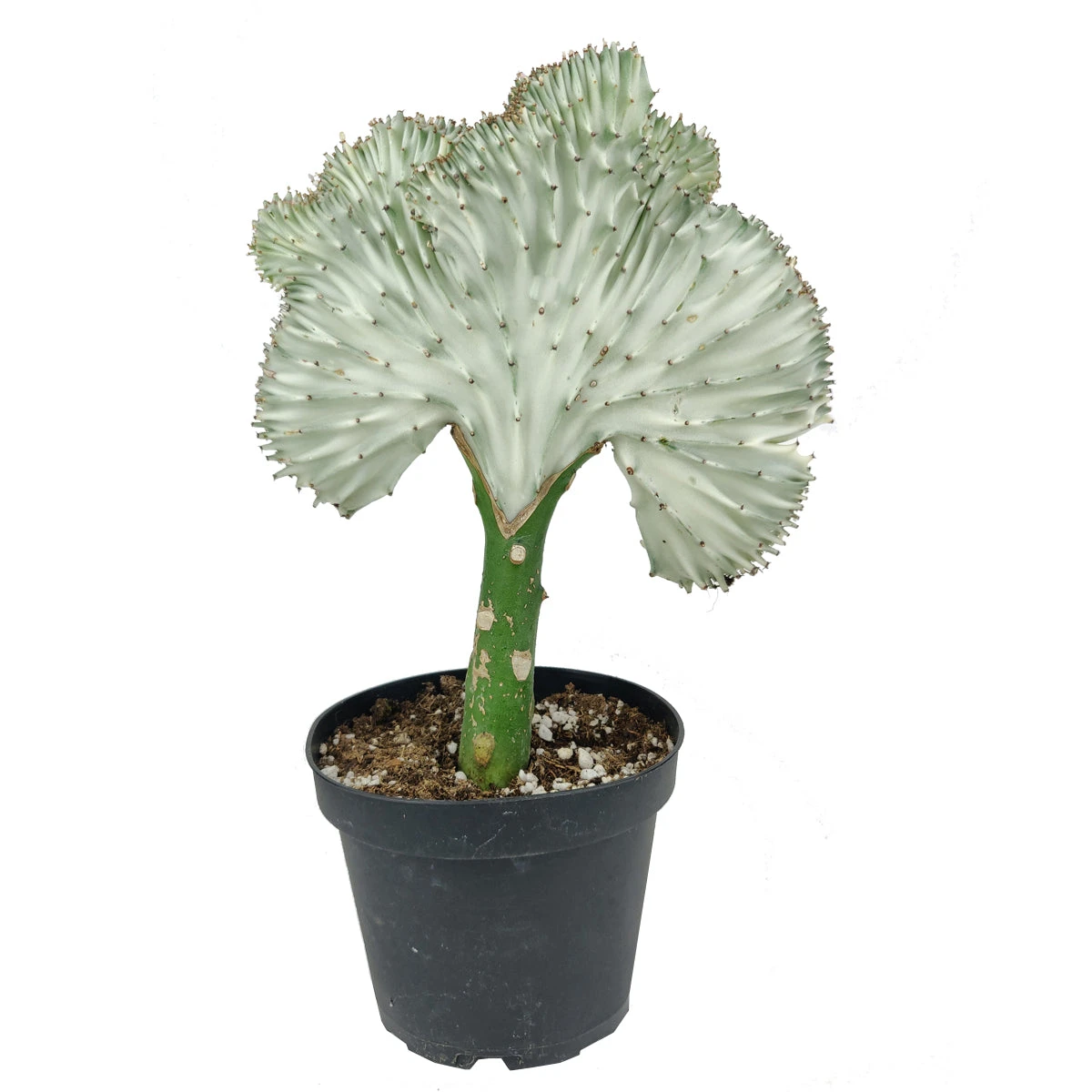 Coral Cactus - Image 12