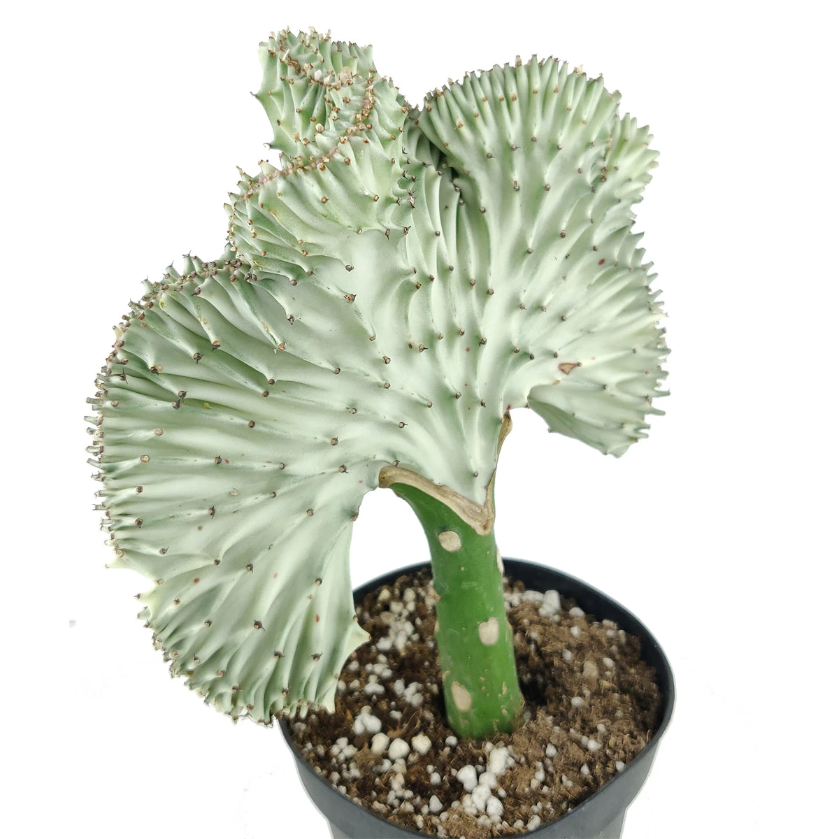 Coral Cactus - Image 8