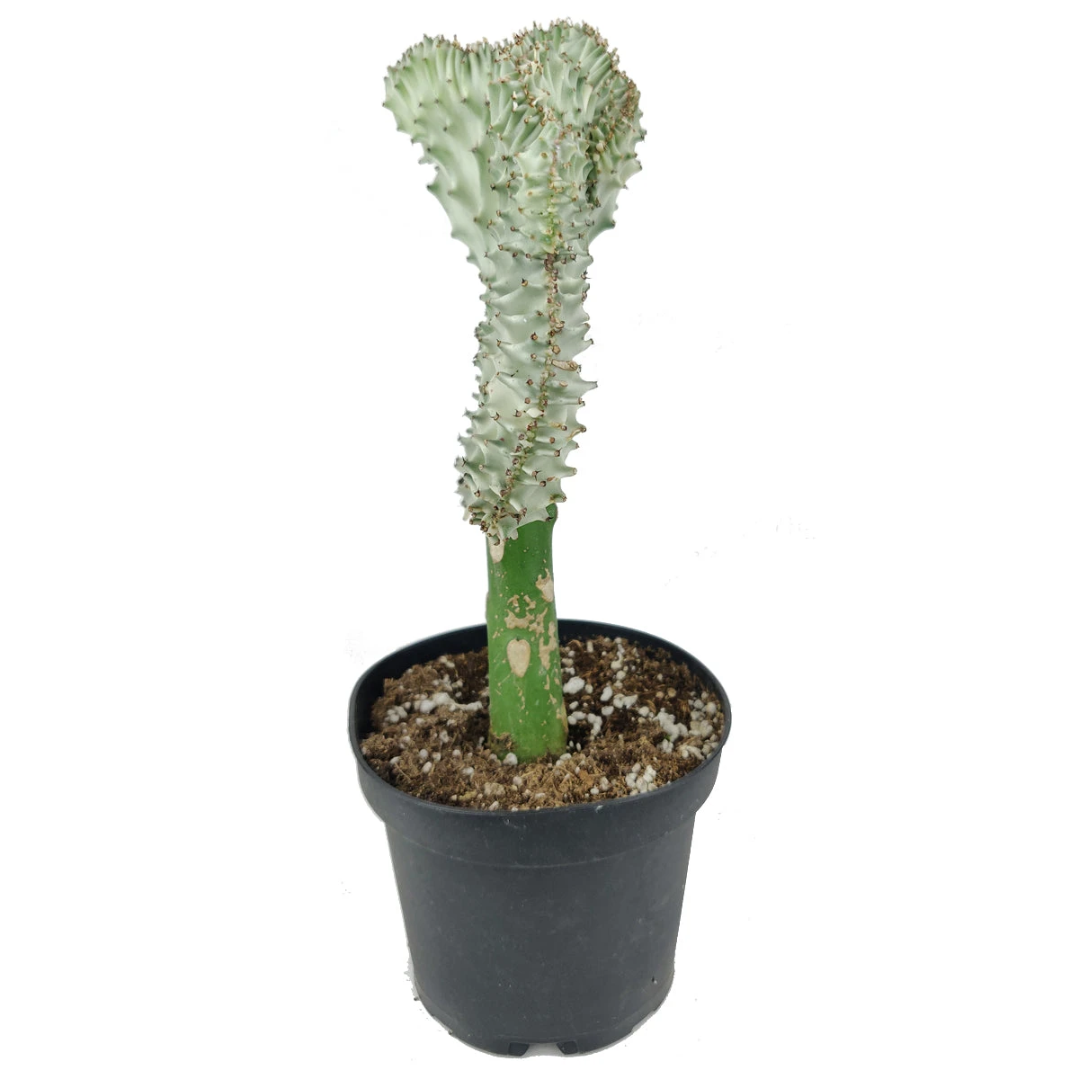 Coral Cactus - Image 11