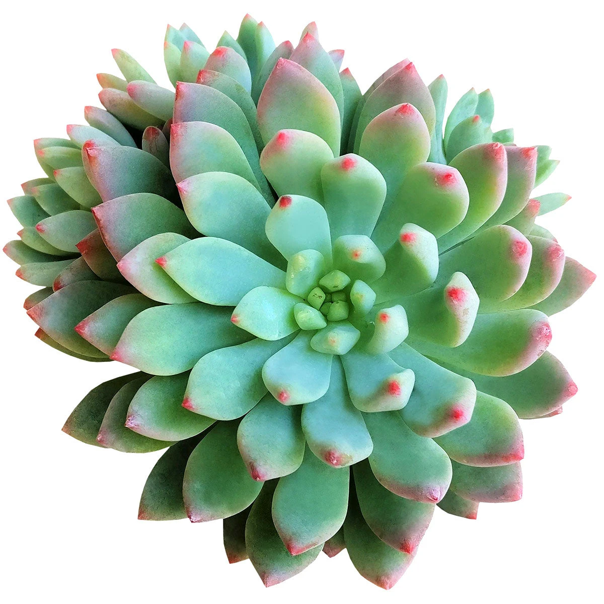 Echeveria Sedeveria Blue Elf - Image 2