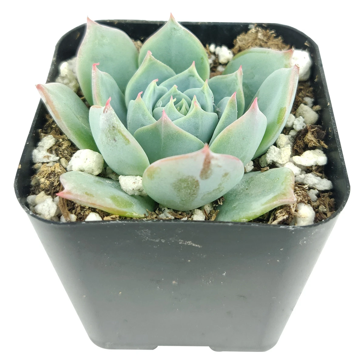 Echeveria Subalpina Var. Perote - Image 3