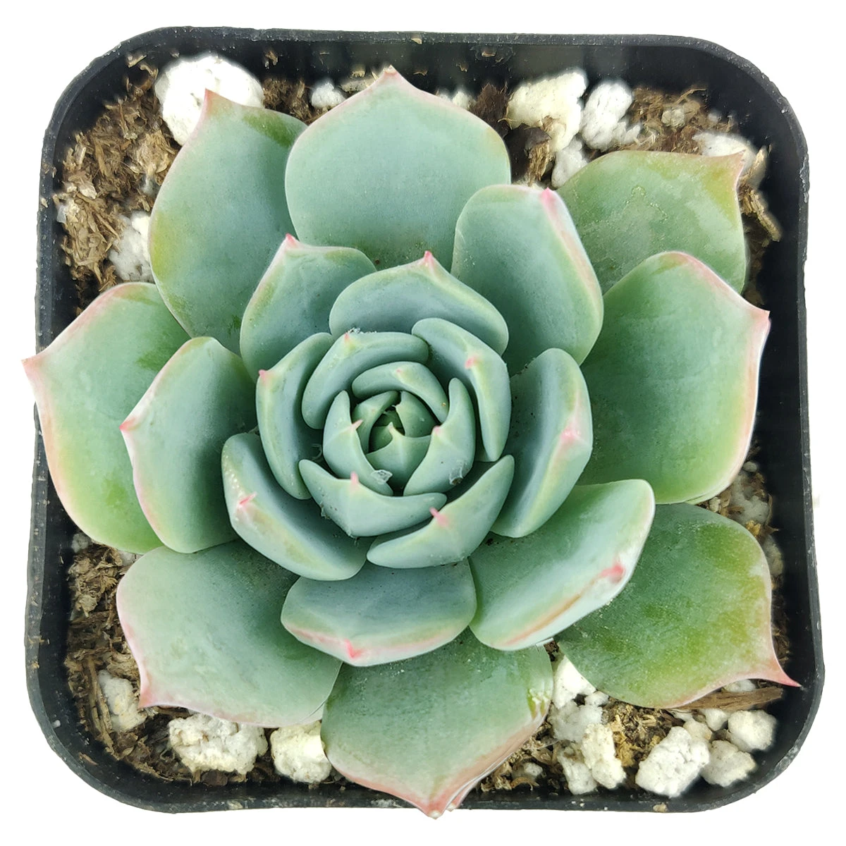 Echeveria Subalpina Var. Perote - Image 2