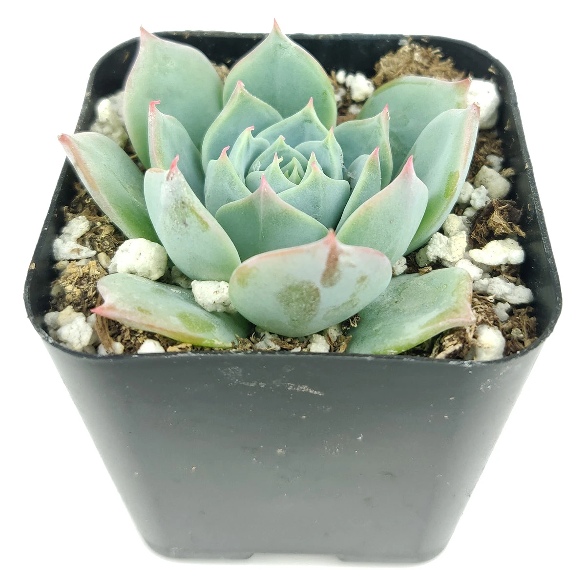 Echeveria Subalpina Var. Perote - Image 5