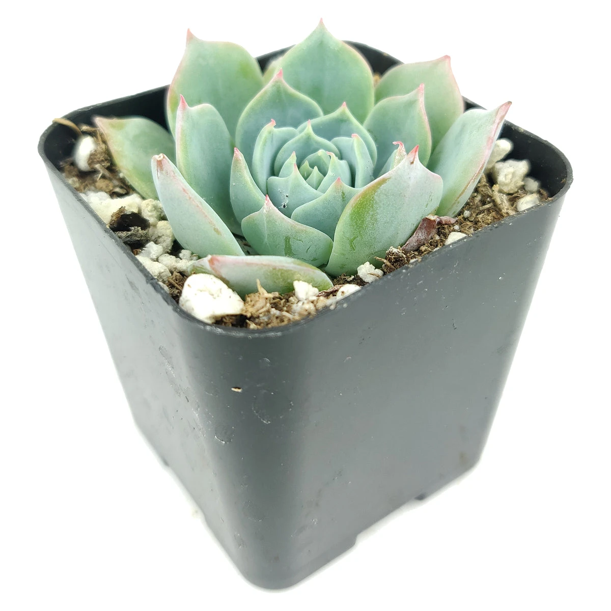 Echeveria Subalpina Var. Perote - Image 4