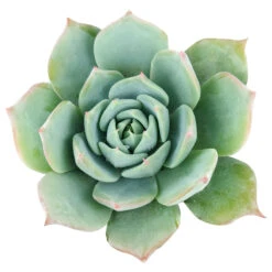 Echeveria Subalpina Var. Perote