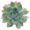 Echeveria Apus Succulent