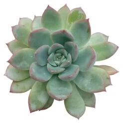 Echeveria Apus Succulent
