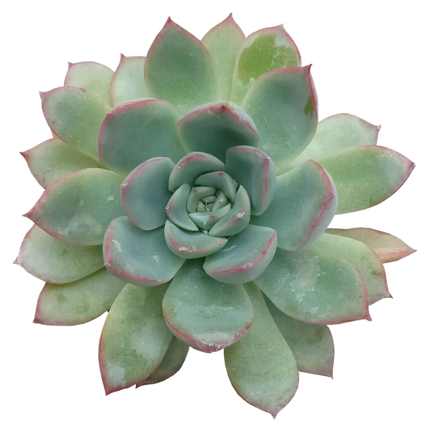 Echeveria Apus Succulent