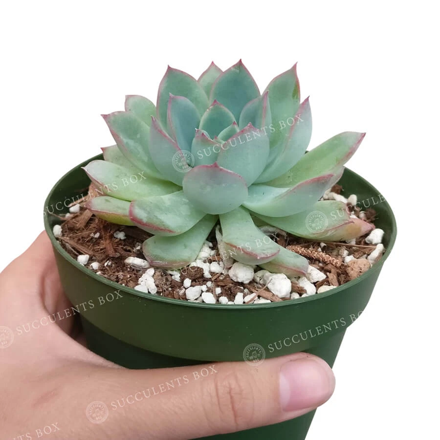 Echeveria Apus Succulent - Image 2