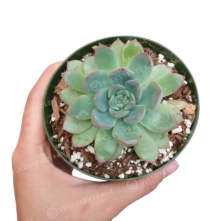 Echeveria Apus Succulent - Image 3