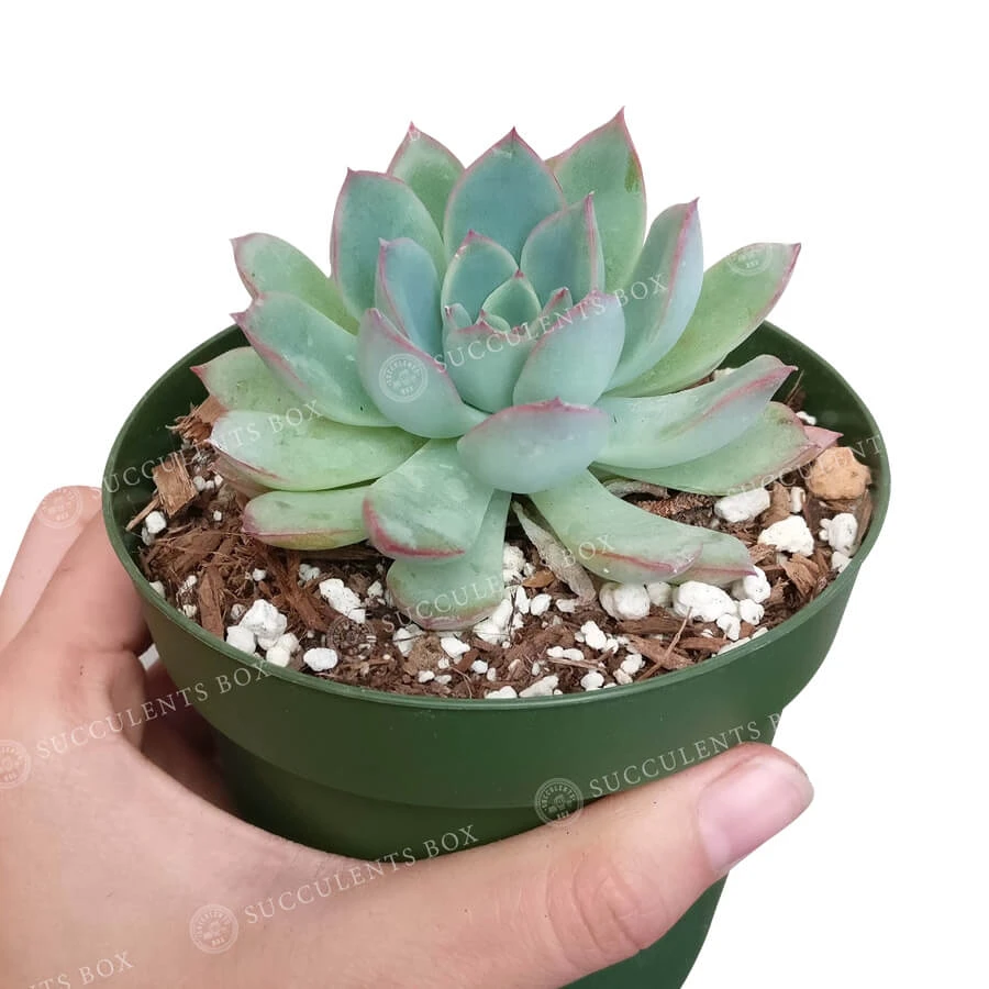 Echeveria Apus Succulent - Image 4
