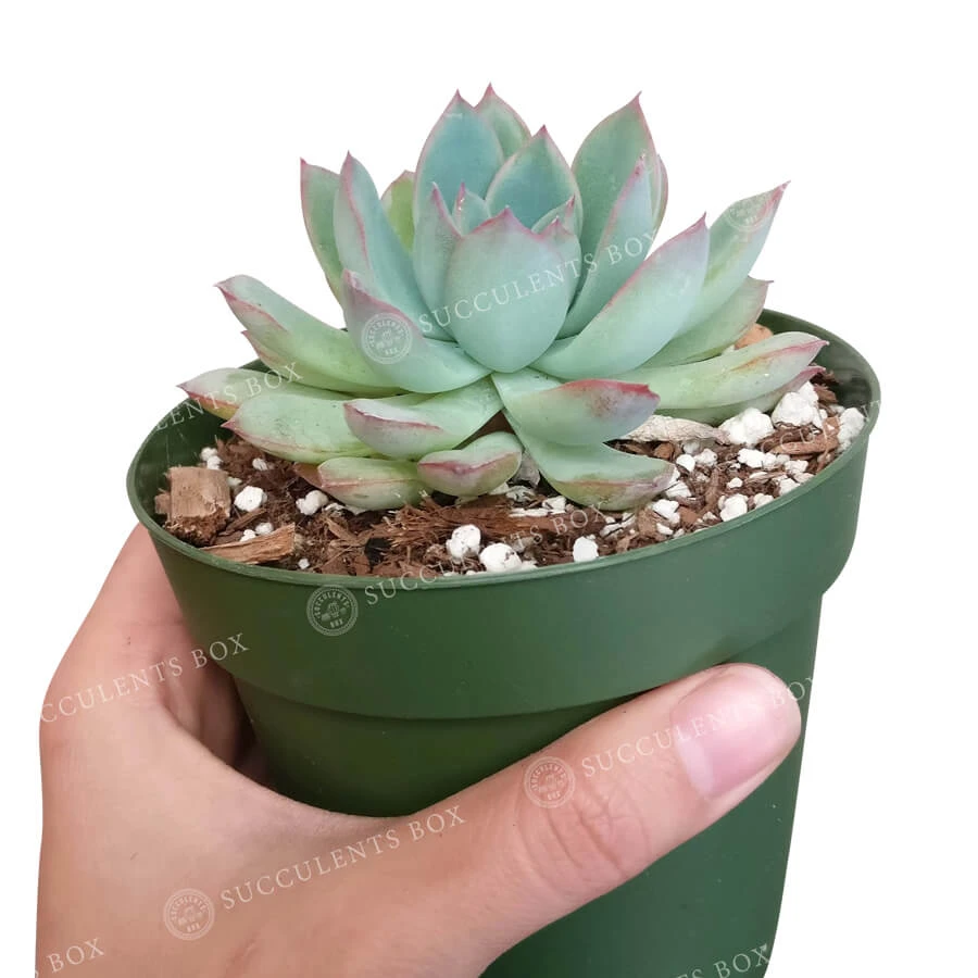Echeveria Apus Succulent - Image 5
