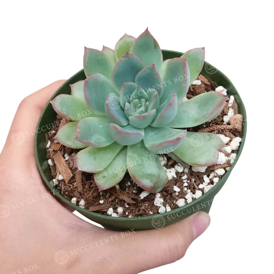 Echeveria Apus Succulent - Image 6