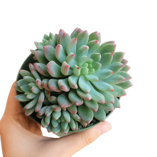 Echeveria Sedeveria Blue Elf - Image 9