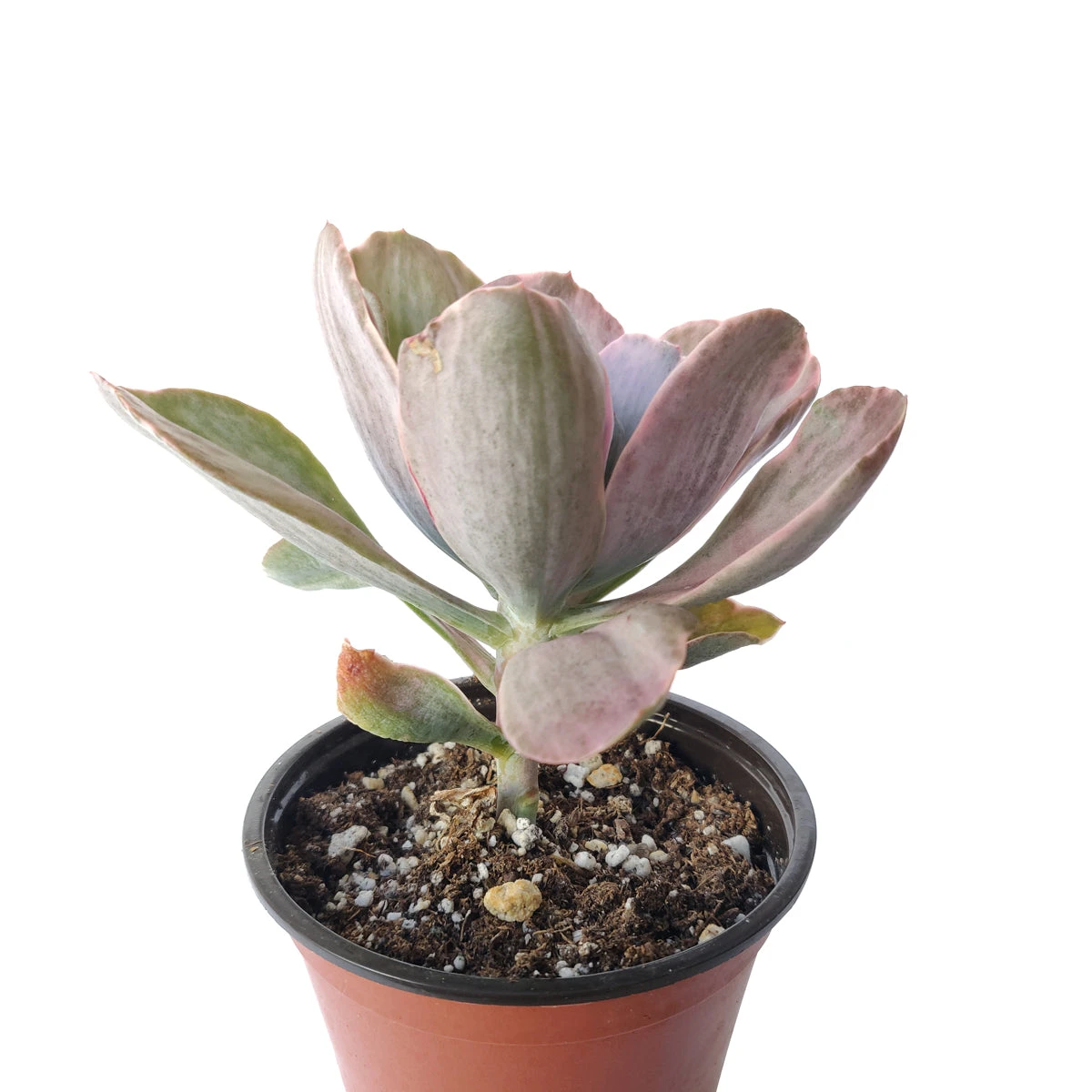 Echeveria Decora Variegated - Image 3