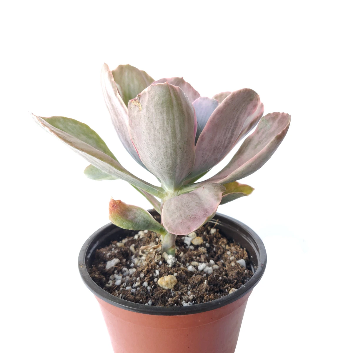 Echeveria Decora Variegated - Image 5