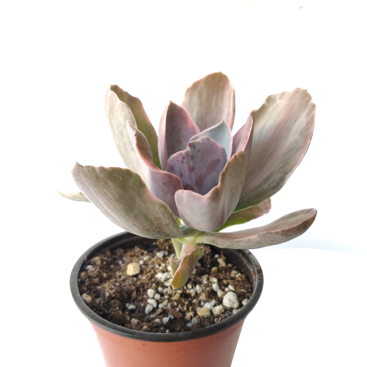 Echeveria Decora Variegated - Image 4