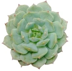 Echeveria Dondo Succulent
