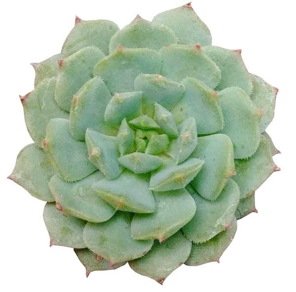 Echeveria Dondo Succulent