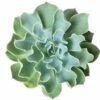 Echeveria Gray Curl Succulent