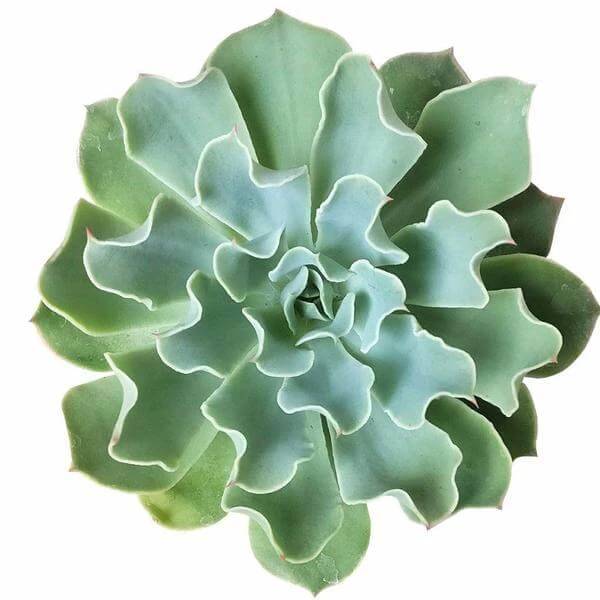 Echeveria Gray Curl Succulent