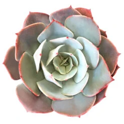 Echeveria White Rose