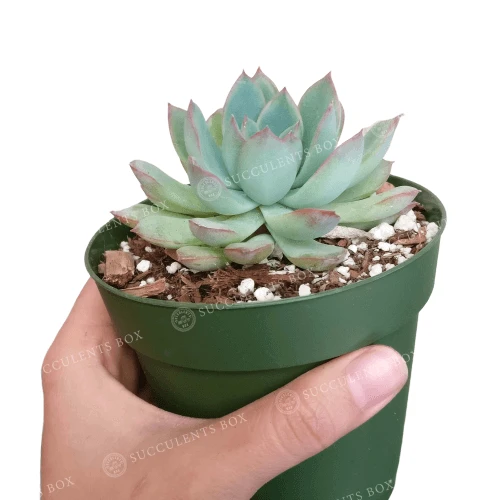 Echeveria Apus Succulent - Image 7