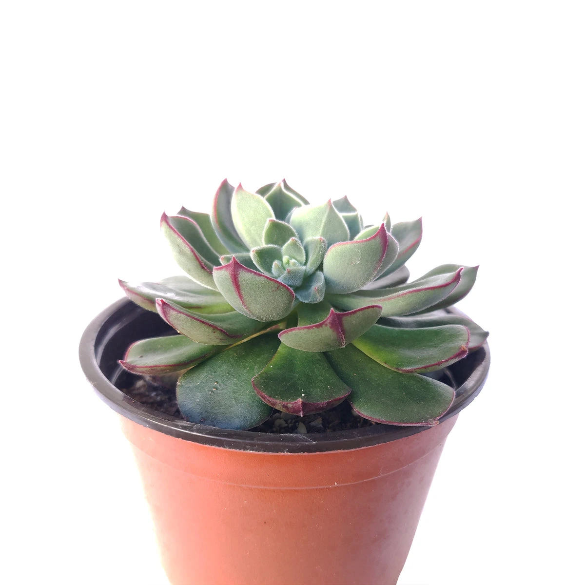 Echeveria Ciliata X Nodulosa - Image 5